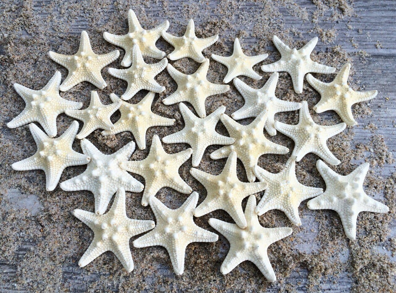 Knobby Starfish 24 Knobby Starfish White 1 1/4" to 2 1/4" Stars